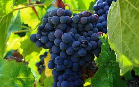 Grapes for Heart Health Image