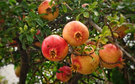 Antioxidants in Pomegranates Image