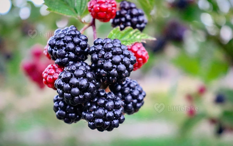 Blackberries and Immunity 