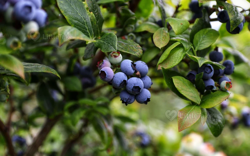 Blueberries for Brain Function 